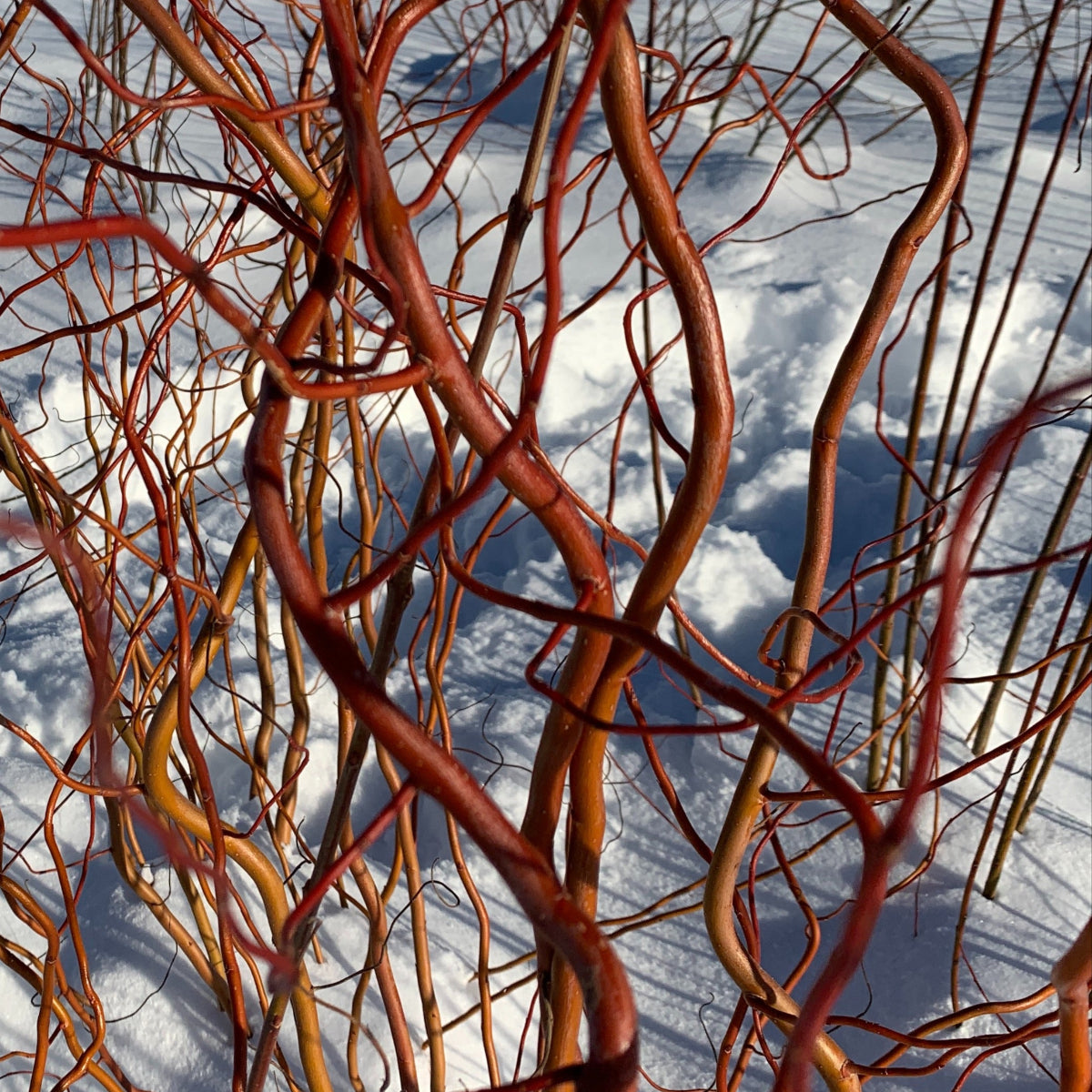 Sunny Twist Willow Small Tree