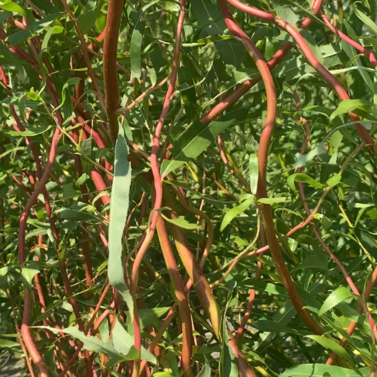 Sunny Twist Willow Small Tree