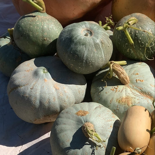 Sweet Meat Winter Squash Garden Start