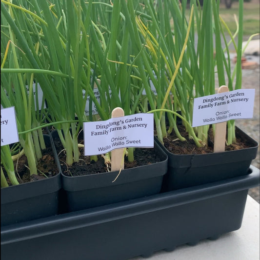 Walla Walla Sweet Onion Garden Starts