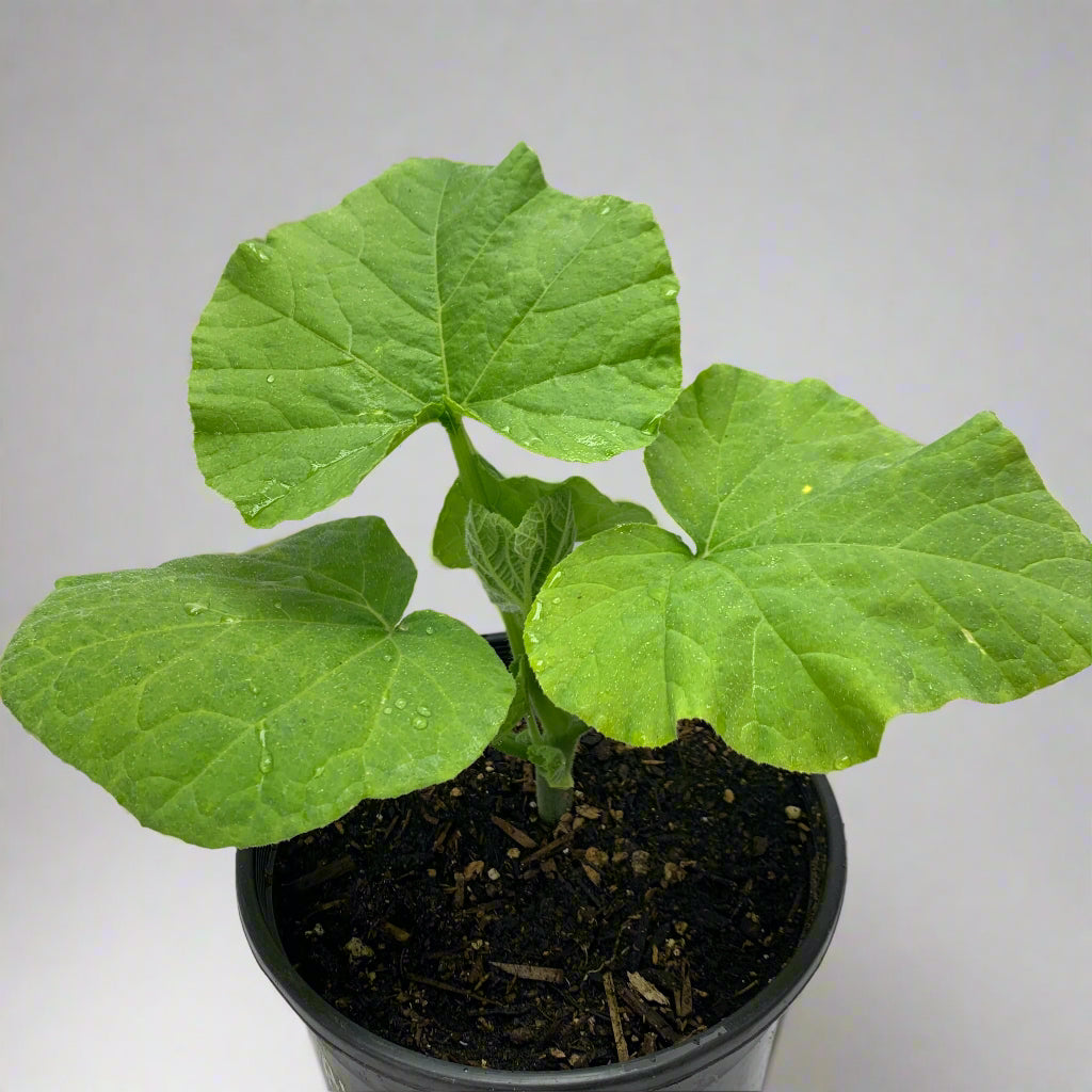 Waltham Butternut Winter Squash Garden Start