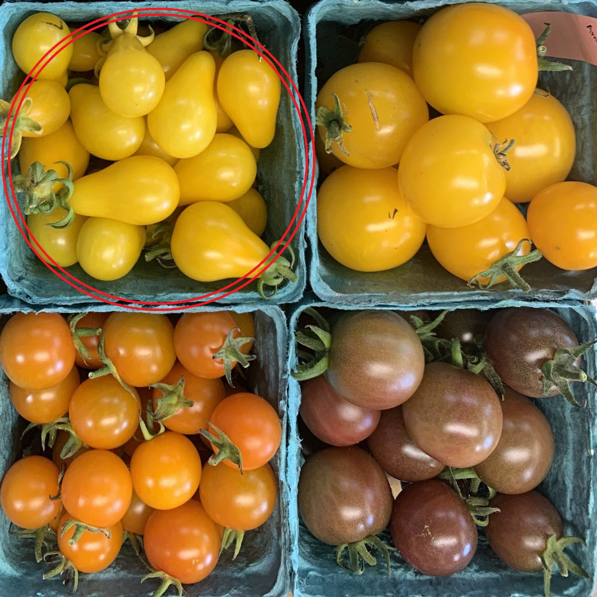 Yellow Pear Cherry Tomato