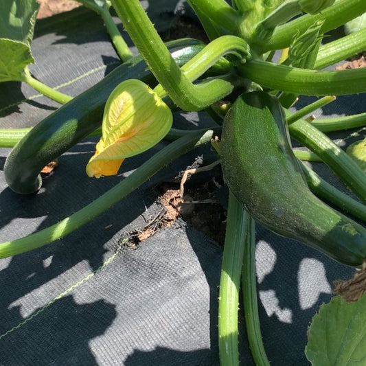 Fordhook Zucchini Summer Squash Garden Start